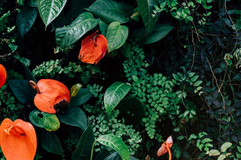 Vegetation Background