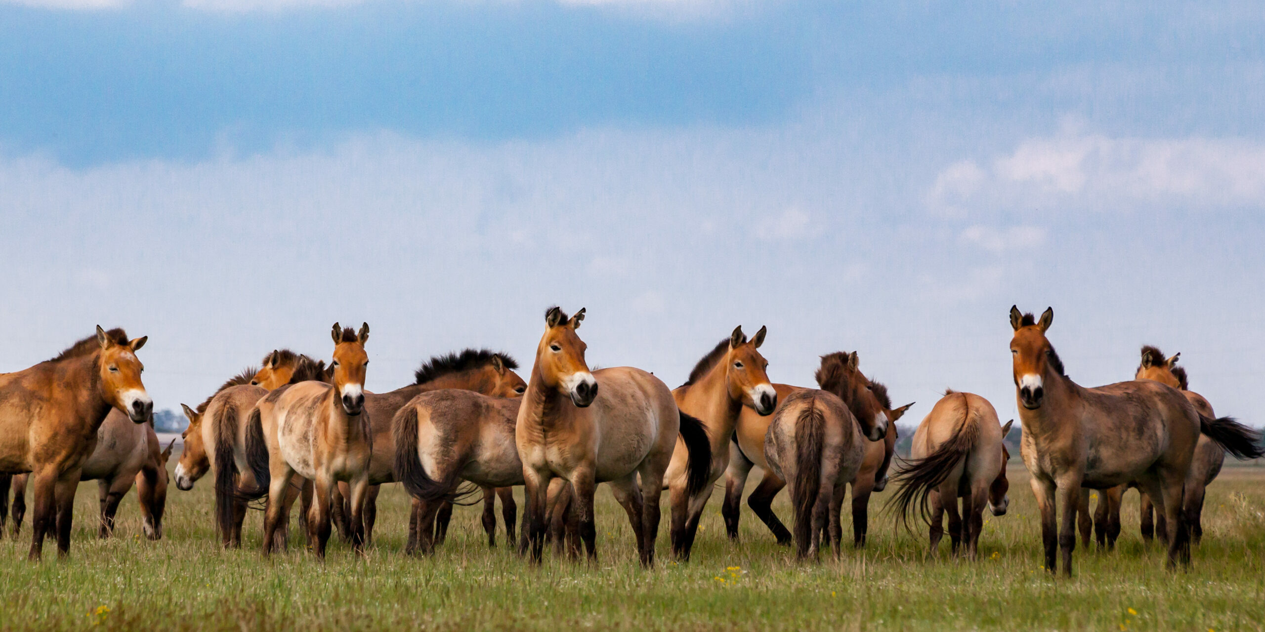 Przewalski’s horses in the prairie