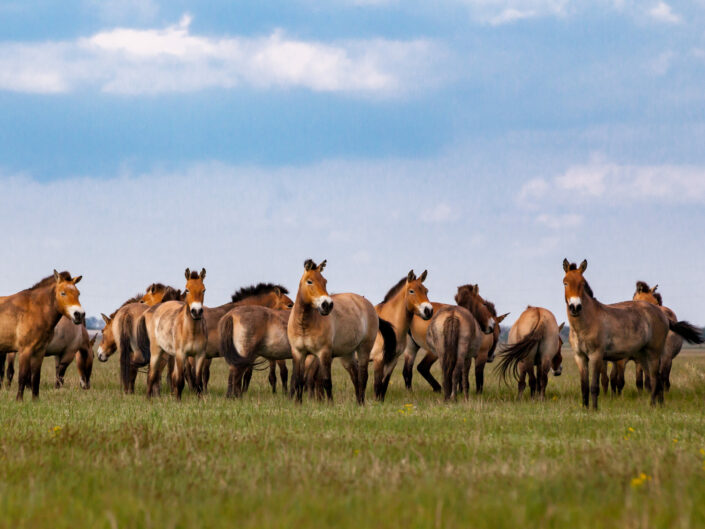 Przewalski’s horses in the prairie