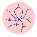 Fraxinea