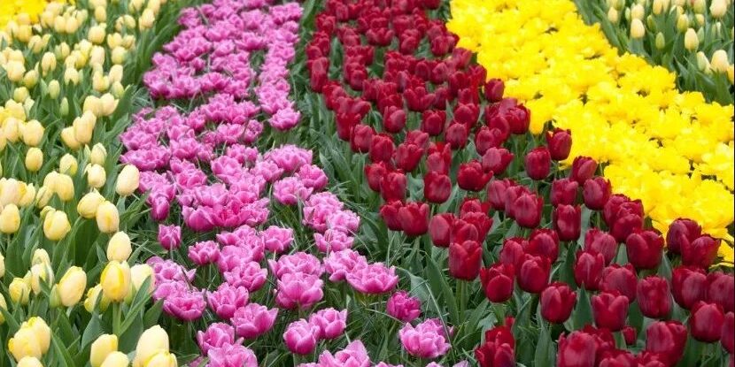 20250505_tulipanok_01_nyito