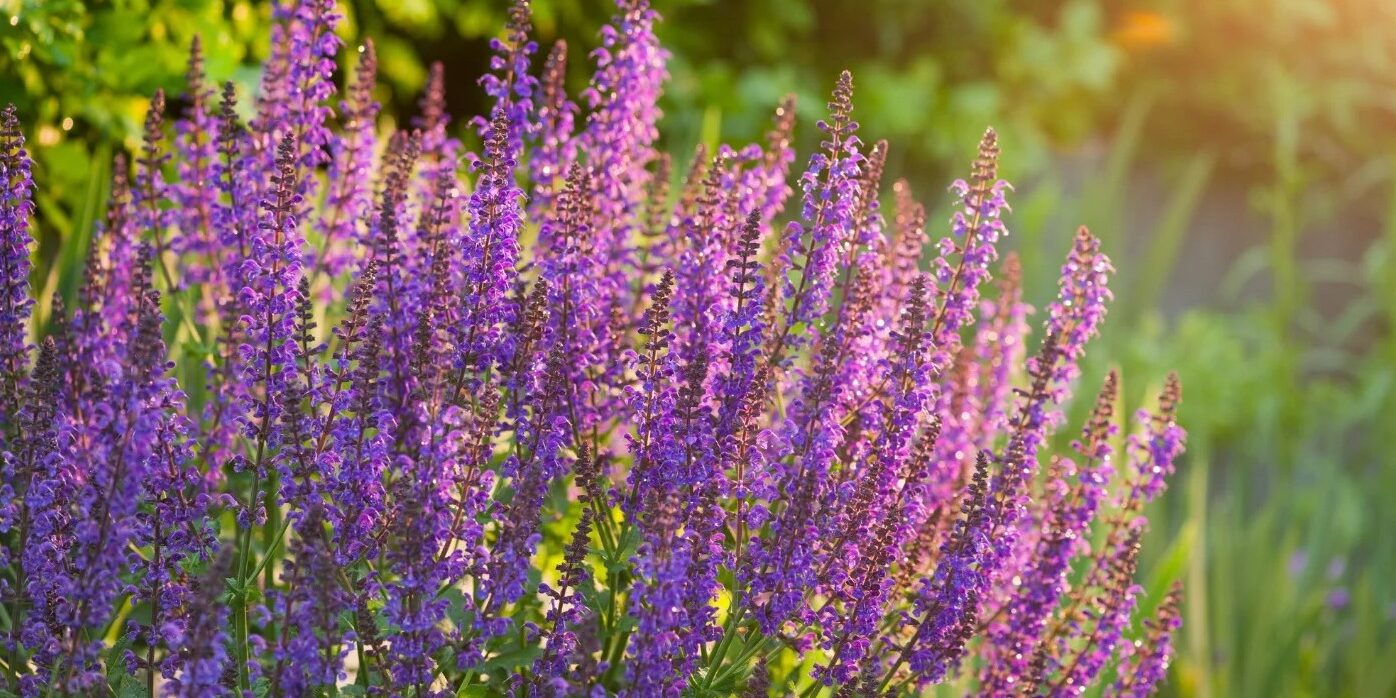 20250630_magazin_zsalya_01_nyito