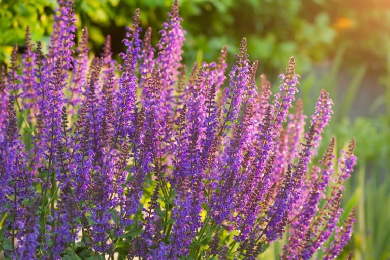 20250630_magazin_zsalya_01_nyito