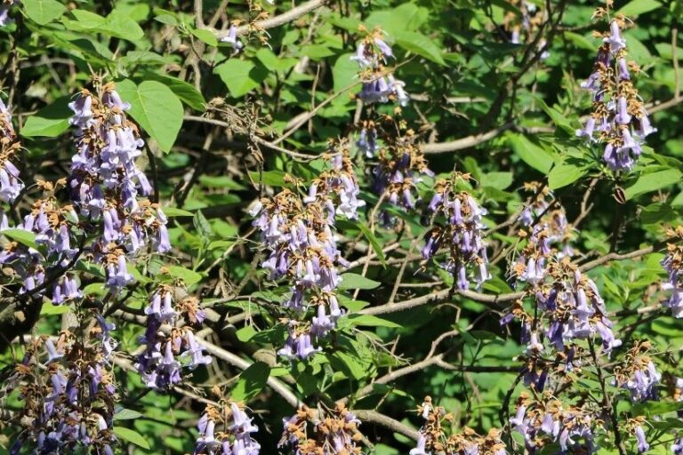 20250811_programpentek_01_nyito